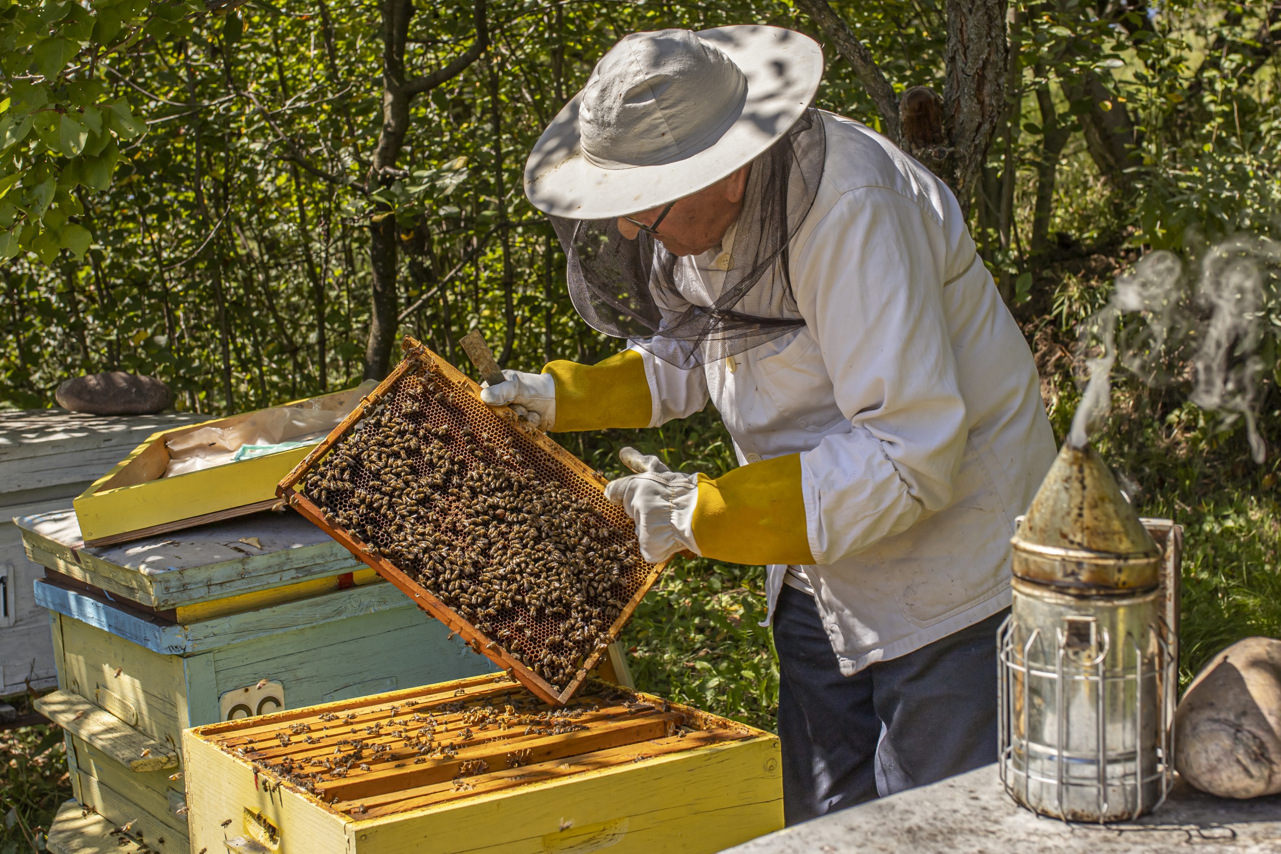 The Bee Hive Project